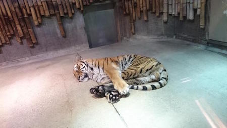 幸せそうに眠るアムールトラのマドラス