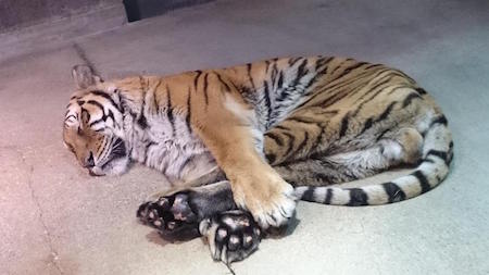 眠るアムールトラのマドラス