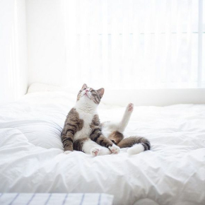 すてきな猫さん