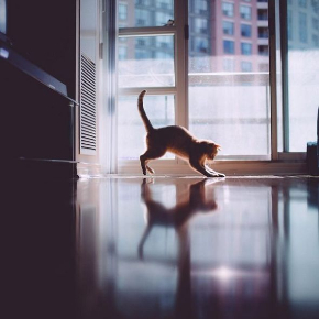 すてきな猫さん