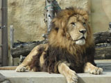 ライオン