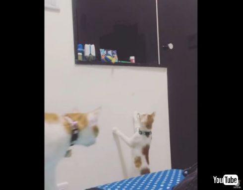 猫 弟 おもちゃ 姉 とってあげる