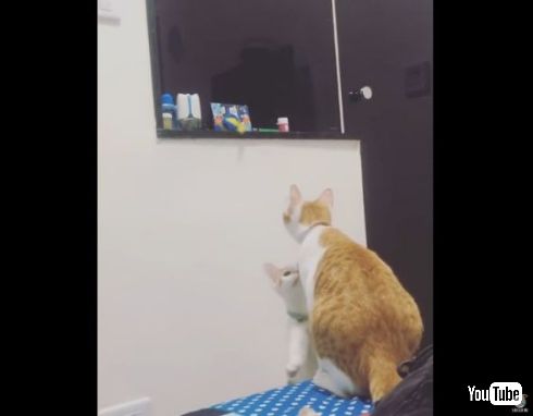 猫 弟 おもちゃ 姉 とってあげる