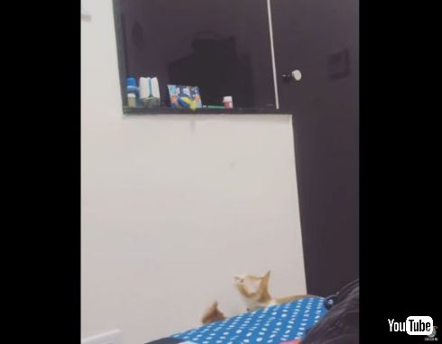 猫 弟 おもちゃ 姉 とってあげる