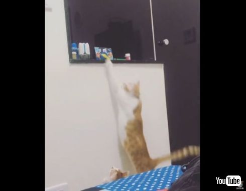 猫 弟 おもちゃ 姉 とってあげる