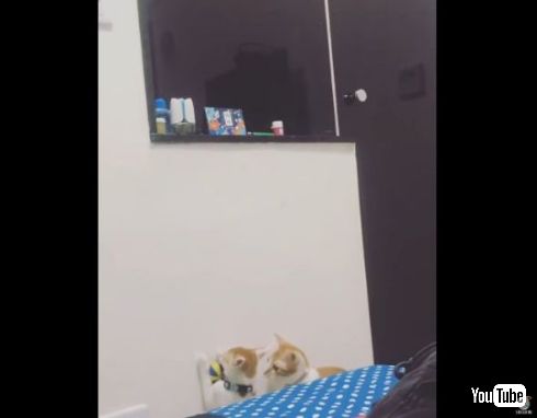 猫 弟 おもちゃ 姉 とってあげる