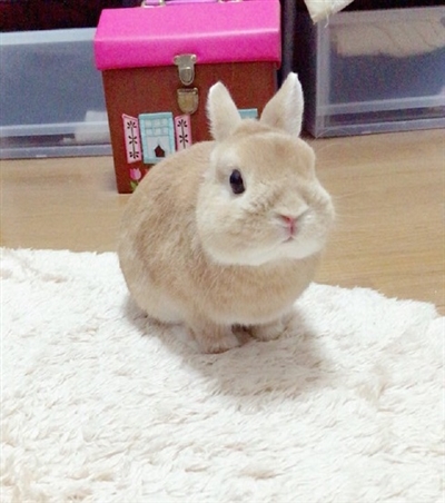 リーゼントウサギ