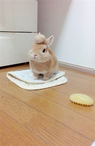 リーゼントウサギ
