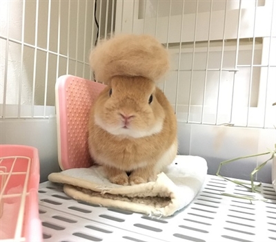 リーゼントウサギ