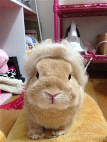 リーゼントウサギ