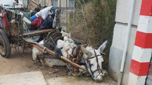 ロバ ボロボロ 回復