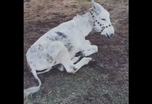 ロバ ボロボロ 回復