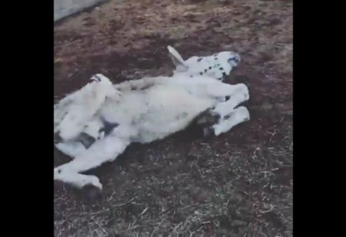 ロバ ボロボロ 回復