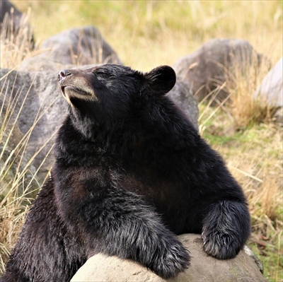 アフリカンサファリヒマラヤグマ