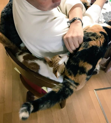 住職 朝ご飯 猫ましまし 猫全のせ