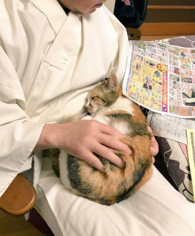 住職 朝ご飯 猫ましまし 猫全のせ