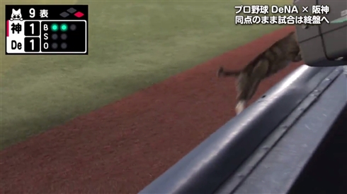 野球のDeNA-阪神戦、緊迫の場面にニャンと助っ人が乱入　同じネコ科のタイガースにエールを送る