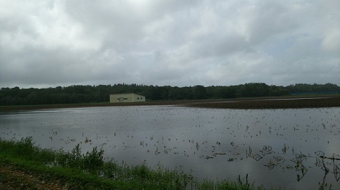 ジャガイモ　じゃがいも　男爵芋　馬鈴薯