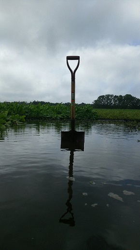 ジャガイモ　じゃがいも　男爵芋　馬鈴薯