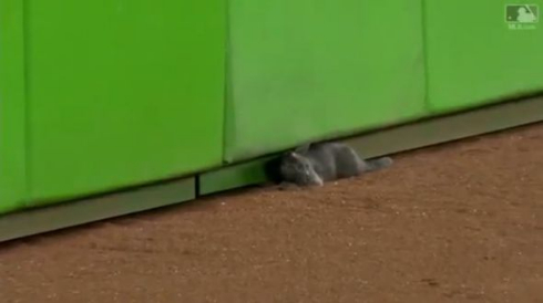 猫 メジャーリーグ 乱入 マイアミ マーリンズ