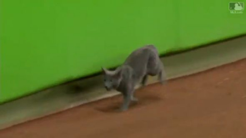猫 メジャーリーグ 乱入 マイアミ マーリンズ