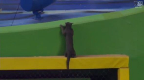 猫 メジャーリーグ 乱入 マイアミ マーリンズ