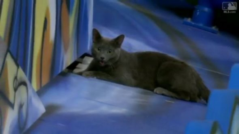 猫 メジャーリーグ 乱入 マイアミ マーリンズ
