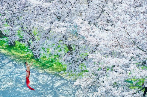 ふんどし 写真 桜 躍動感 ダンサー