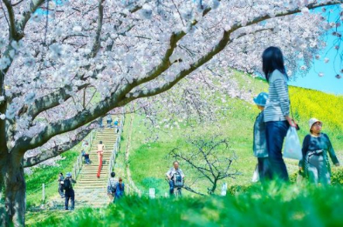 ふんどし 写真 桜 躍動感 ダンサー
