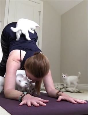 ヨガを邪魔する猫