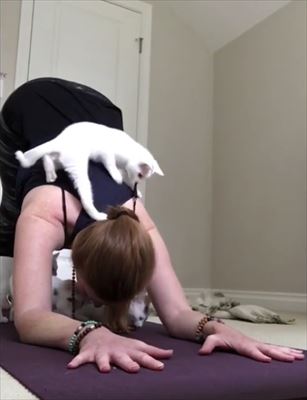 ヨガを邪魔する猫