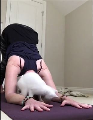 ヨガを邪魔する猫