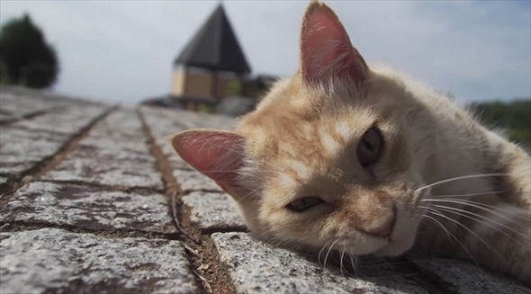 旅猫ロマン絶景西伊豆