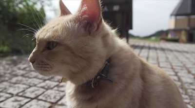 旅猫ロマン絶景西伊豆