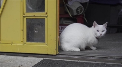 旅猫ロマン絶景西伊豆