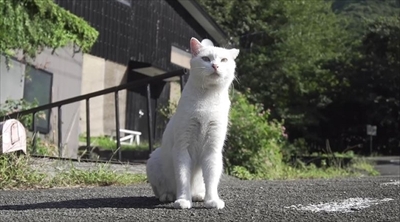 旅猫ロマン絶景西伊豆