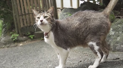 旅猫ロマン絶景西伊豆