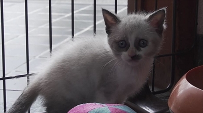 旅猫ロマン絶景西伊豆