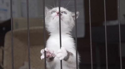 旅猫ロマン絶景西伊豆