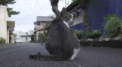 旅猫ロマン絶景西伊豆
