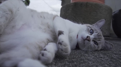 旅猫ロマン絶景西伊豆