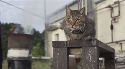 旅猫ロマン絶景西伊豆