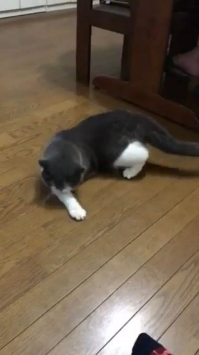 猫 見えない 誰 遊ぶ じろう