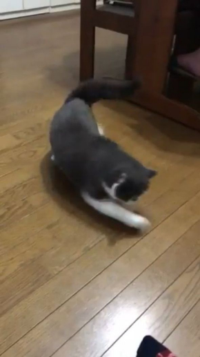 猫 見えない 誰 遊ぶ じろう