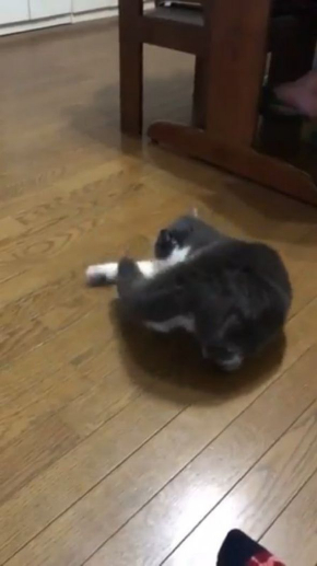 猫 見えない 誰 遊ぶ じろう