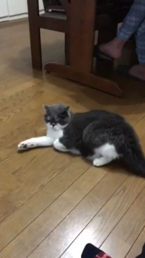 猫 見えない 誰 遊ぶ じろう