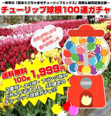 国華園 チューリップ 球根 100連ガチャ