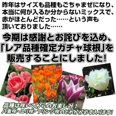 国華園 チューリップ 球根 100連ガチャ