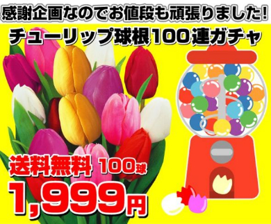 国華園 チューリップ 球根 100連ガチャ