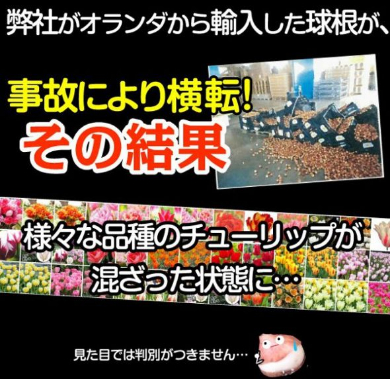 国華園 チューリップ 球根 100連ガチャ